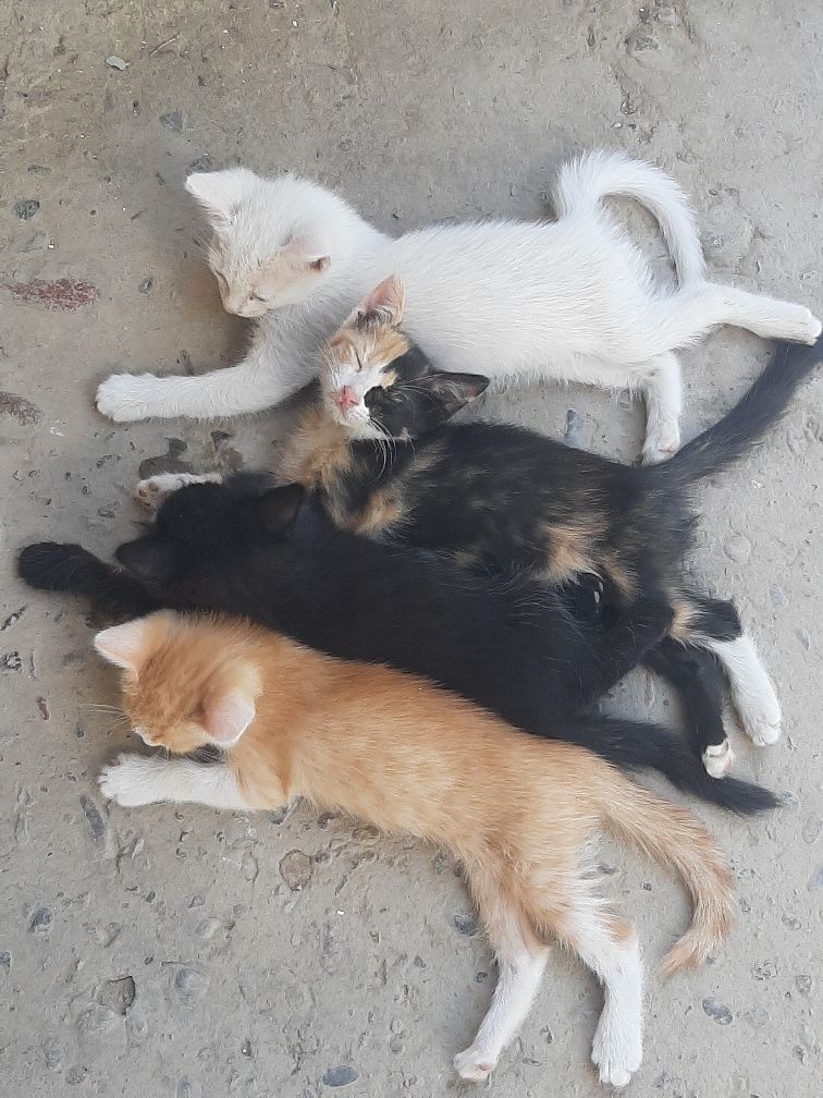 В добрые руки котята