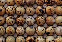 Vând oua prepelițe pentru incubat sau consum
