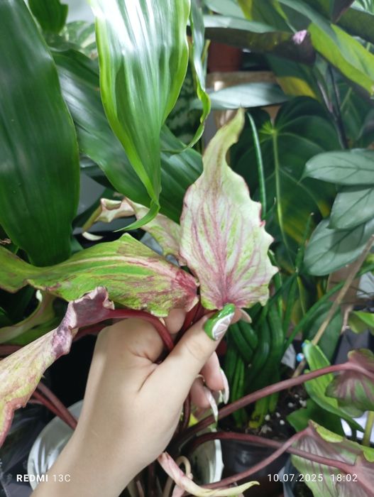 Каладиумы разные сорта