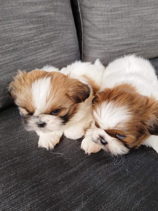 Ши тцу момченца и момиченца