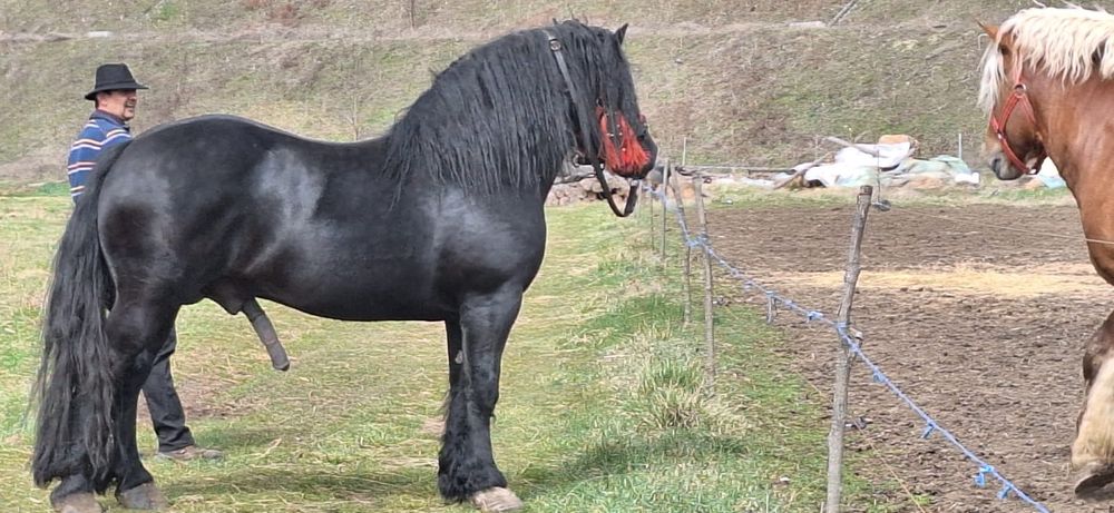 Vând mânz de 5 luni