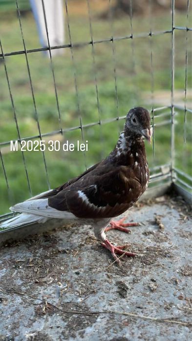 Vand porumbei voiajori