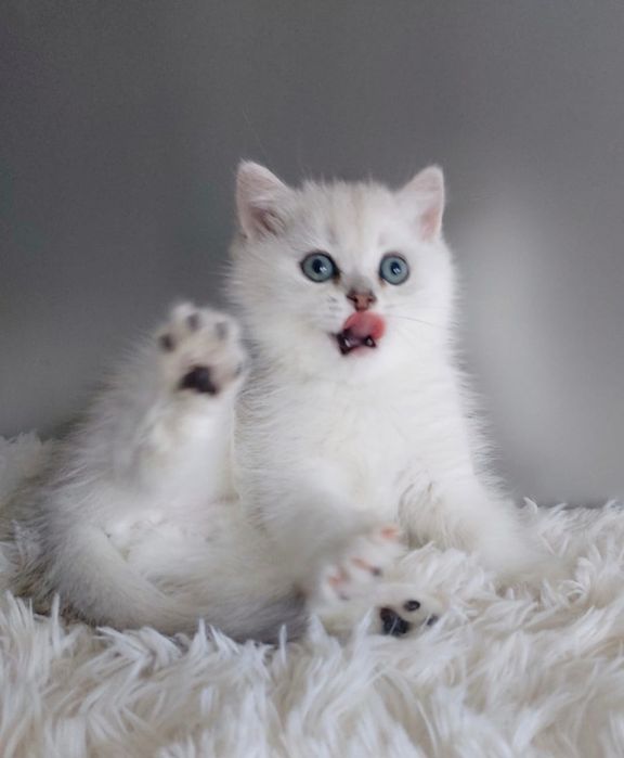 Продам котят Британской серебристый шиншиллы