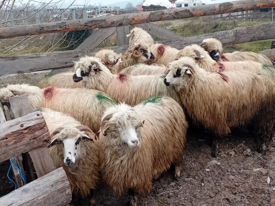 Vand 12 oi mioare la prima fatare