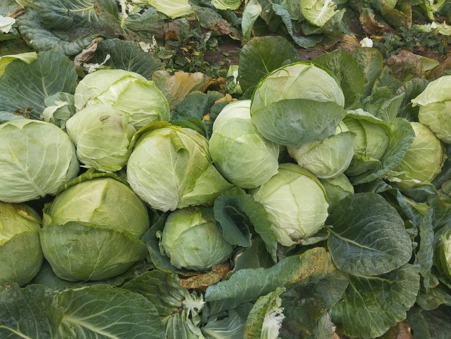 Продавам-Зеле Ергенско