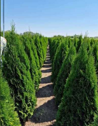 Oferim plante ornamentale la preț de producător, fără intermediari