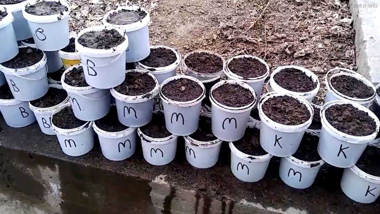 Пекан Орех Саженцы