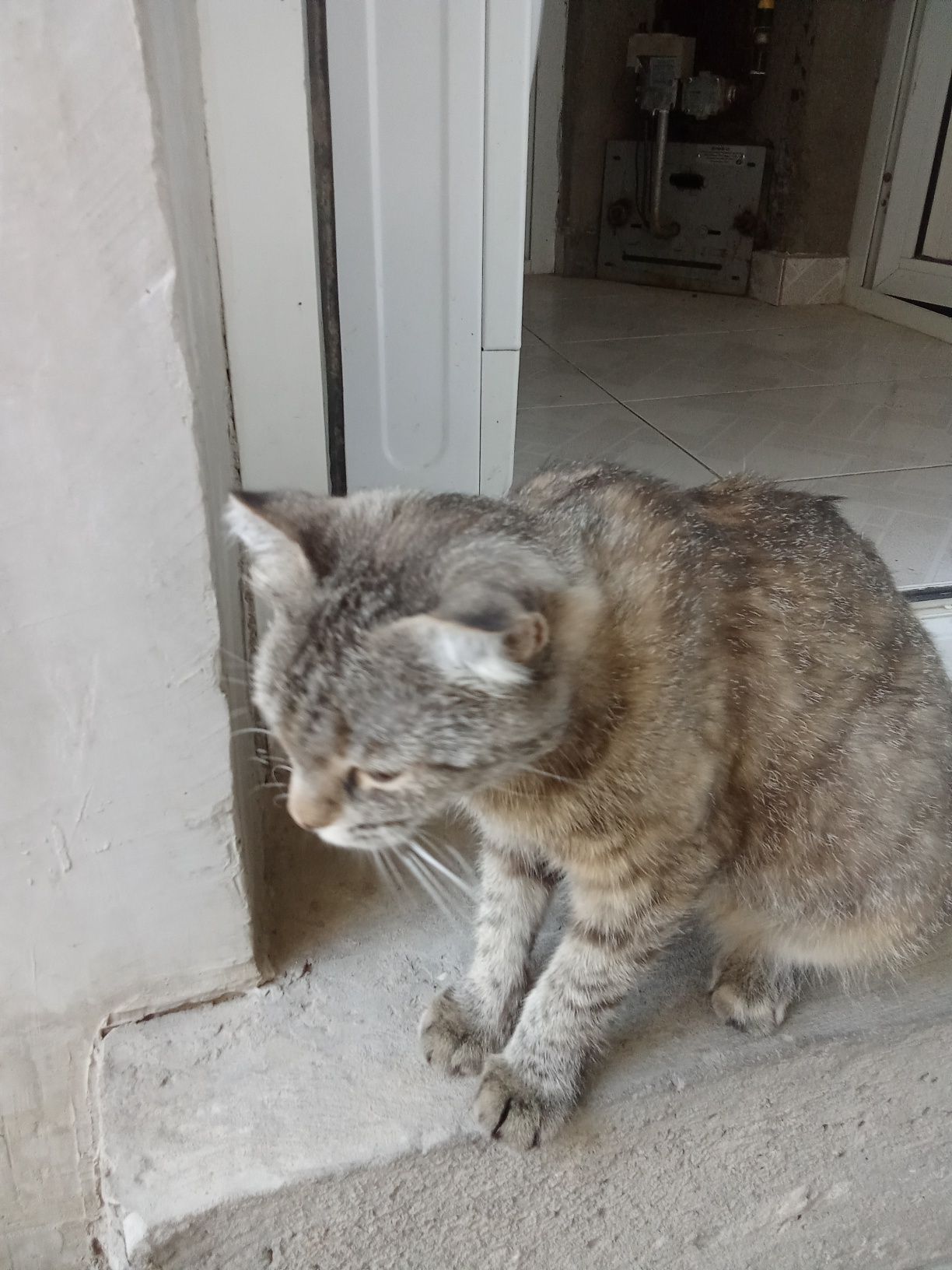 Seri mushu qonida bolas bor