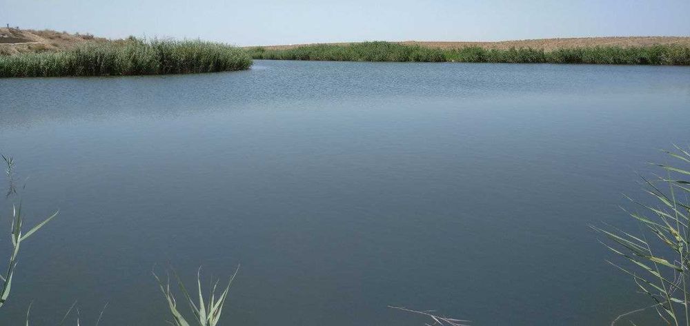 Товукхона, молхона, молбозор ва балик куллари сотилади