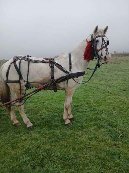 Cal castrat de talie mare de vanzare