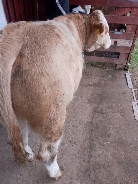 Tăuraș BR linie de carne