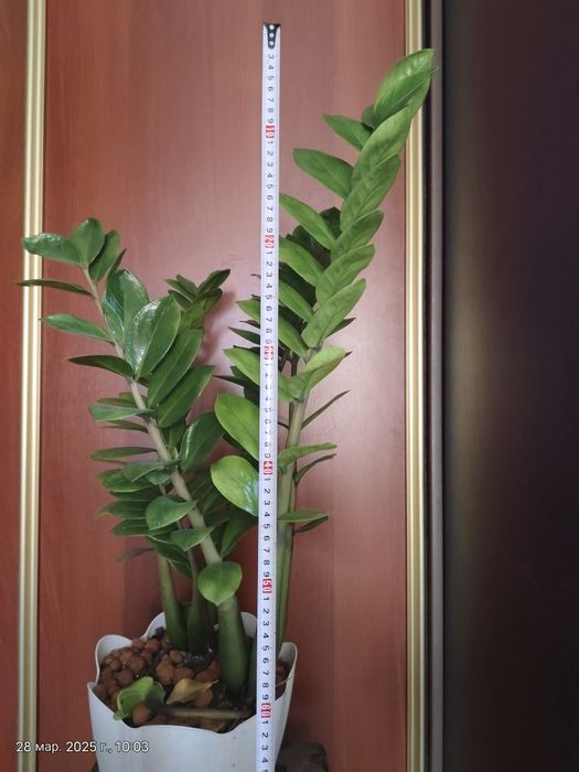 Доллоровое дерево