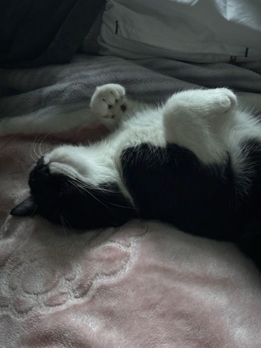 Отдам кота в добрые руки