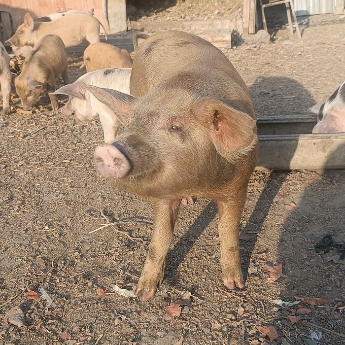 Продаются поросята