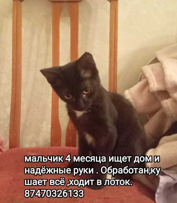 Котенок (мальчик, 4 мес.,) ищет дом и надежные руки