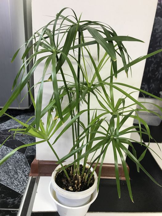 Продам ципериус!