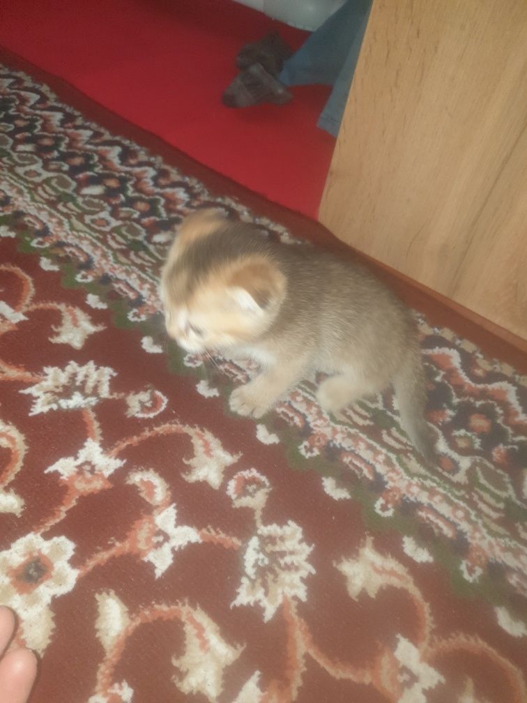 Kowki zotli muwuv bolasi
