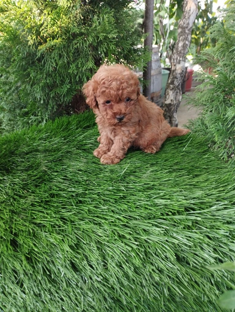 Той Пудел/Poodle Toy.