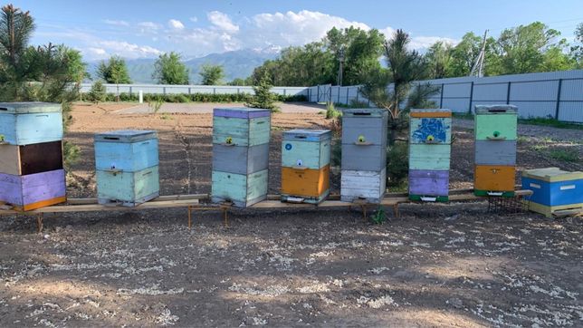 Продам пчел, мед, улья, медогонку, рамки для пчел.