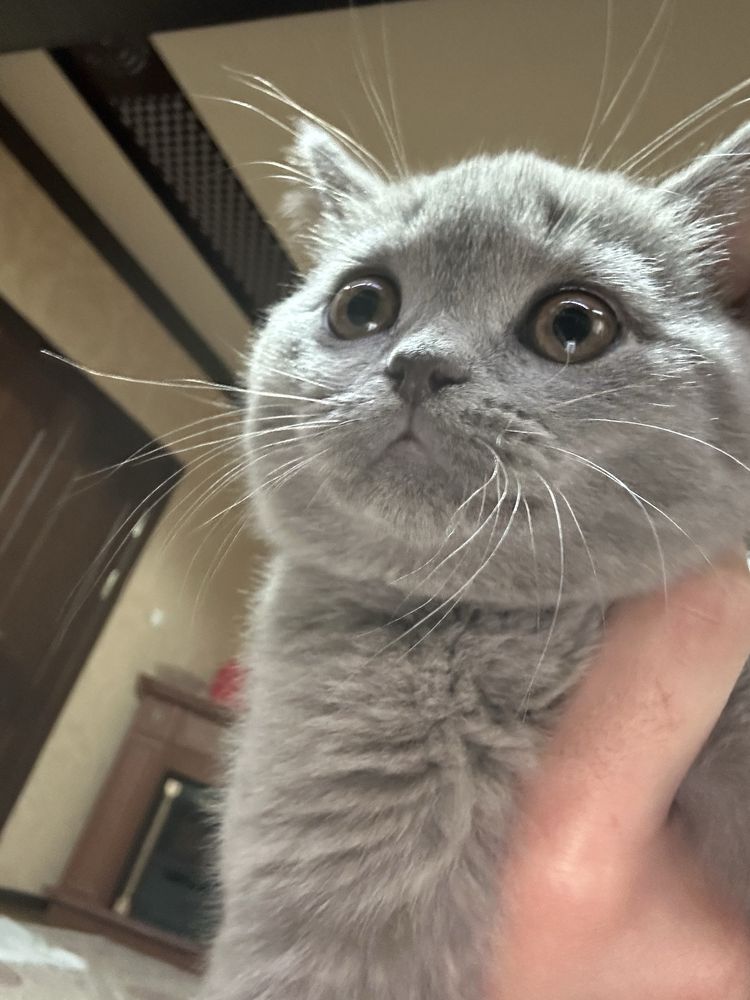 Продам котят , цена договорная