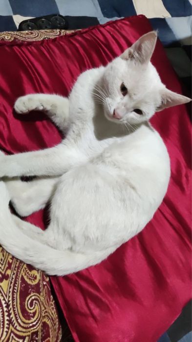 Котенок белый !!