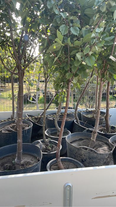 Pomi fructiferi mari la ghiveci !