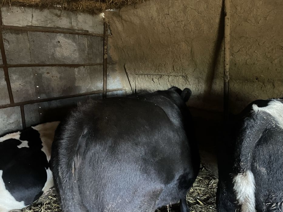 vand junica angus de carne