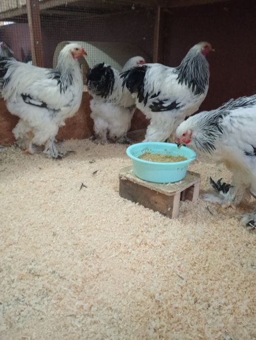Cocosi brahma herminat deschis