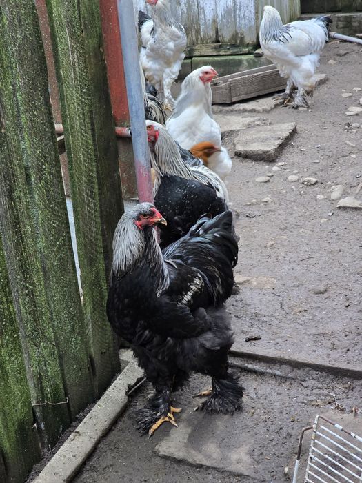 Vând cocoși Brahma