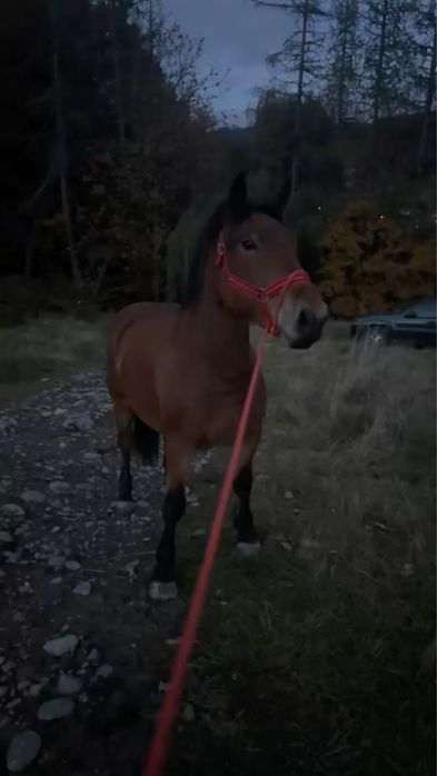 Manza de 2 ani (iapa)