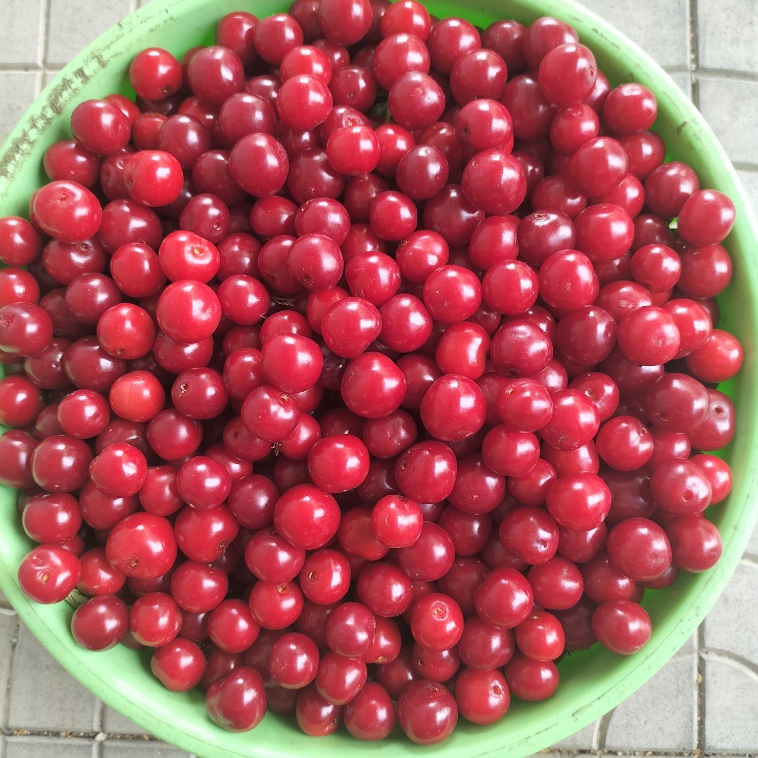 Продам вишню со своего огорода