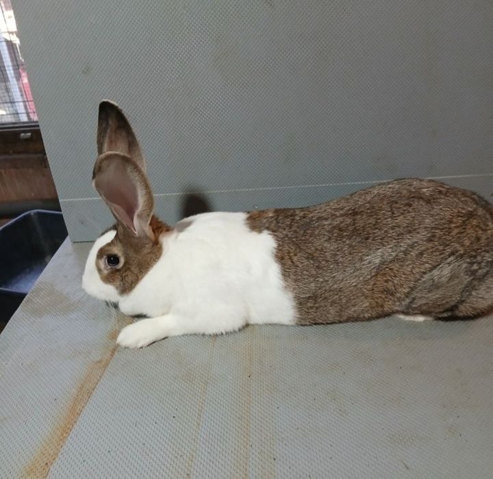 Hycole francez  masculi și femele