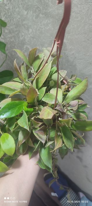 Хойя разных сортов