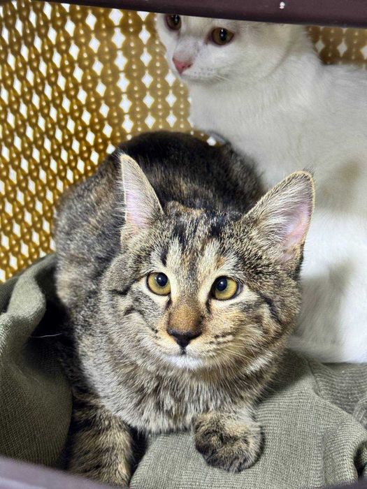 Котенок девочка окрас Табби 4 месяца. Бесплатно. Привита, есть паспорт