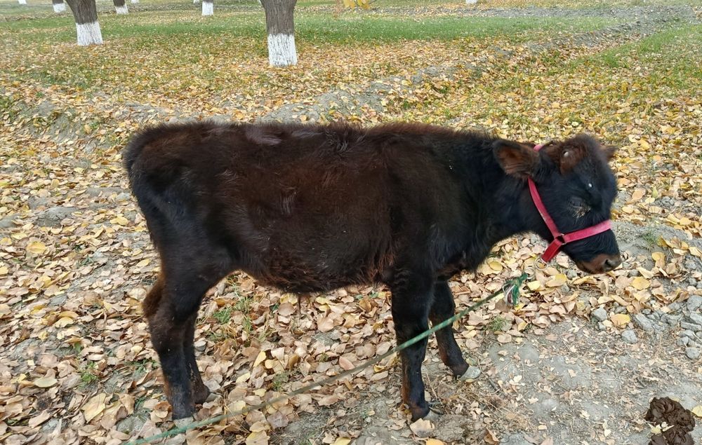 2 ta yosh sutga toʻygan sogʻlom buqachalar