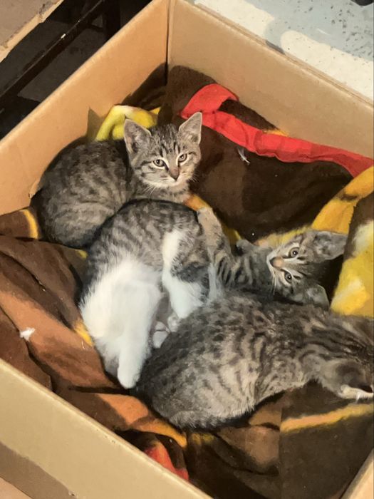 Котята г.Алматы