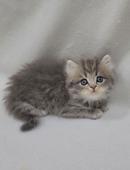 Мальчик скотиш страйт