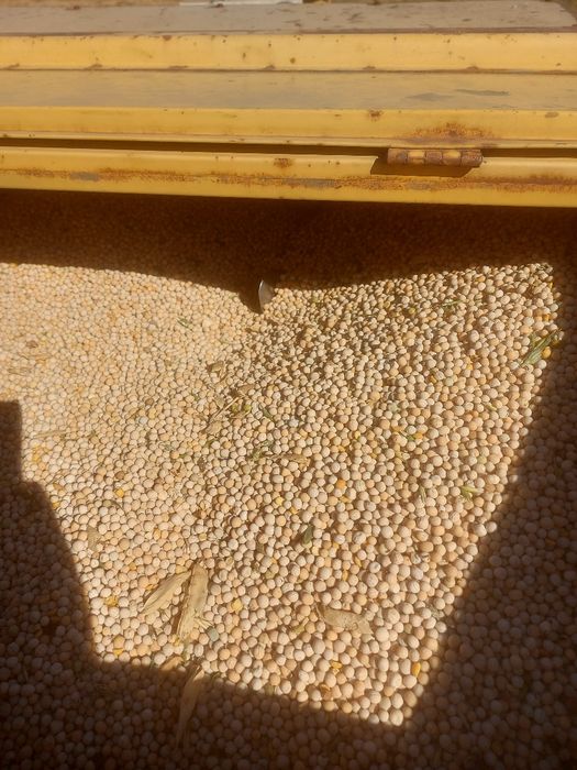 Vand mazare productie 2025