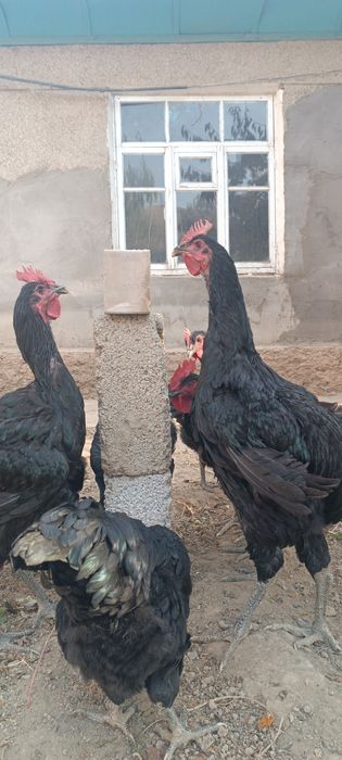 Qora shaxzoda jo'ja xo'rozlari sotiladi