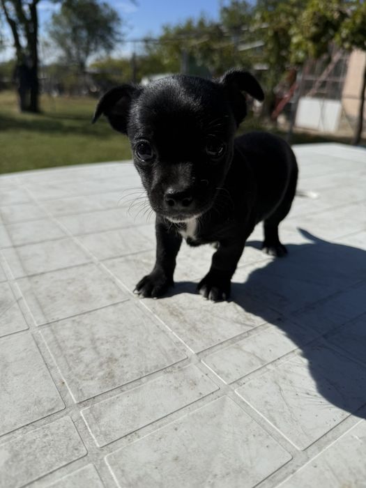 Чиху пинчер момченце