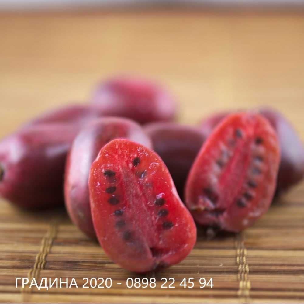 Червено киви - Налични 3 сорта Студоустойчиви