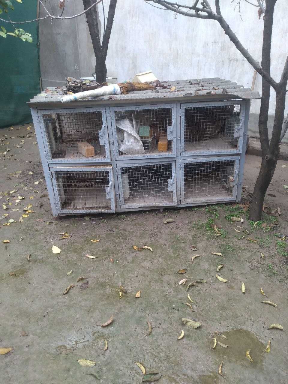 Quyon katak sotiladi