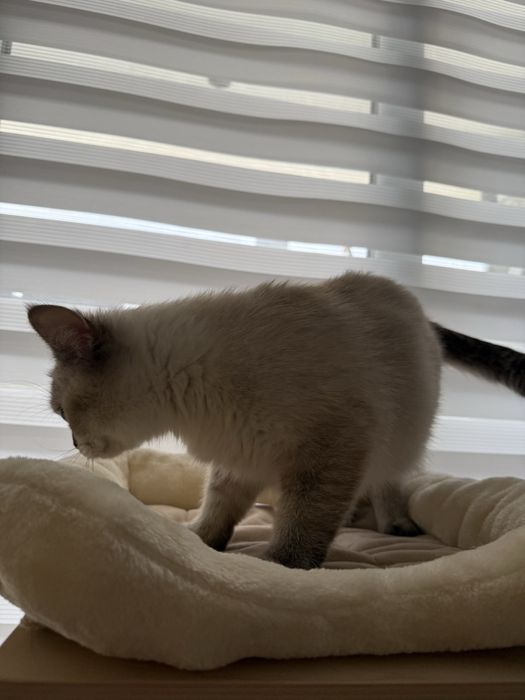 Британска късокосместа колор пойнт