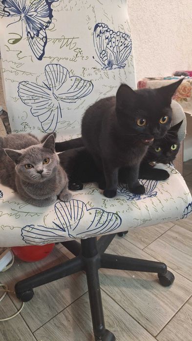 Британско таби търси своя дом