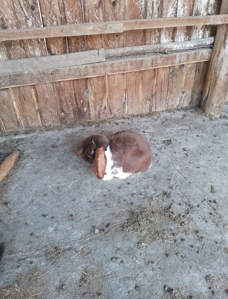URGENT French Lop