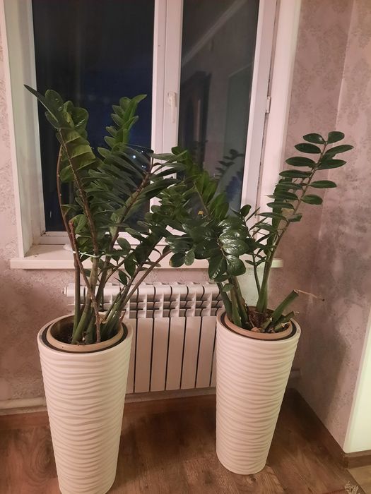 Продаёься комнатные цветы