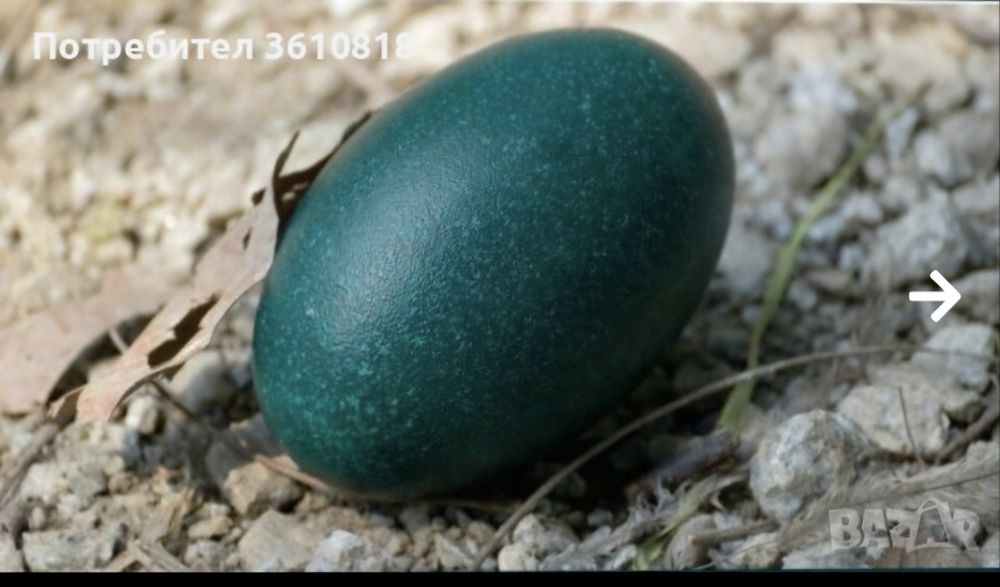 Черупка на яйце от Ему