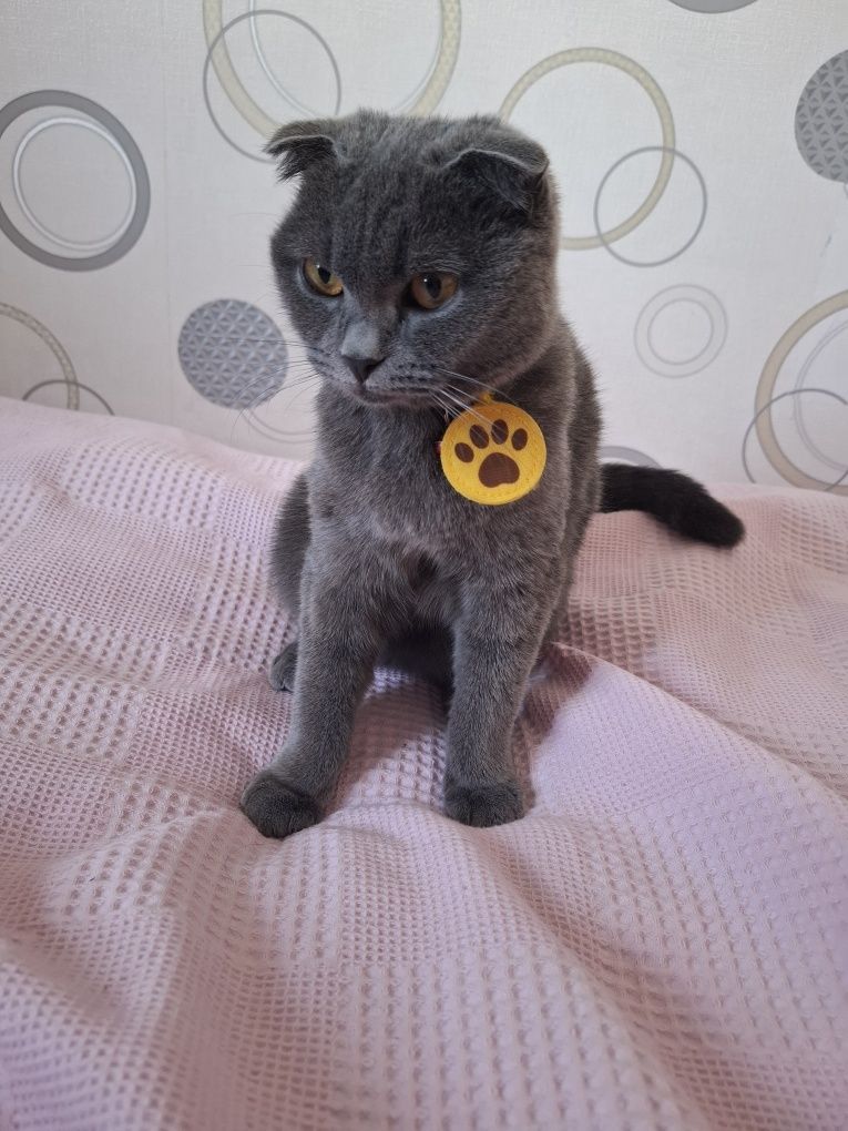 Zotdor mushuk scottish fold 7oylik qiz bola