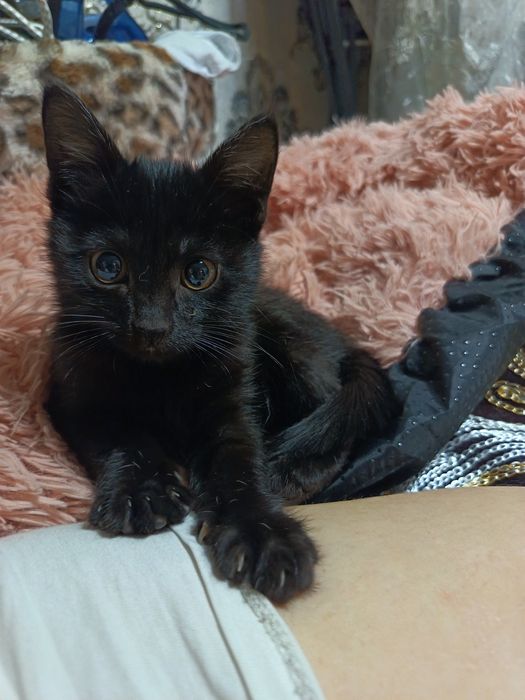 Продоются котята