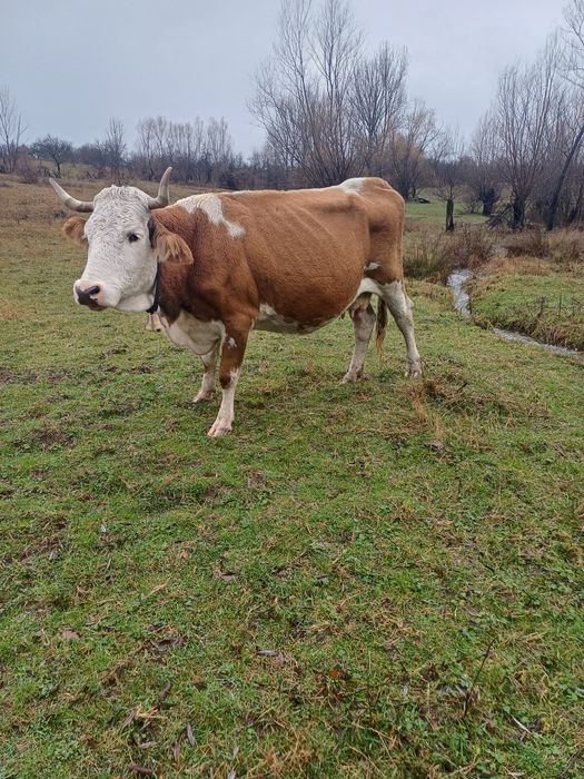 Vand vaca cu lapte